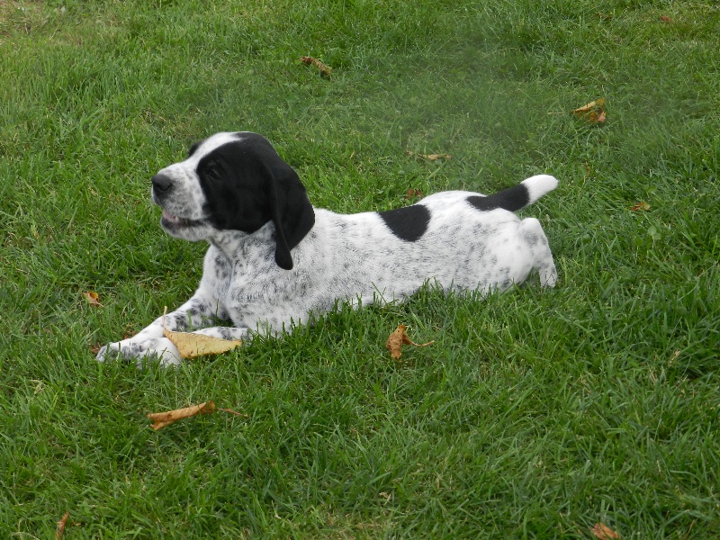 CHIOT EOLE/DALI 2013